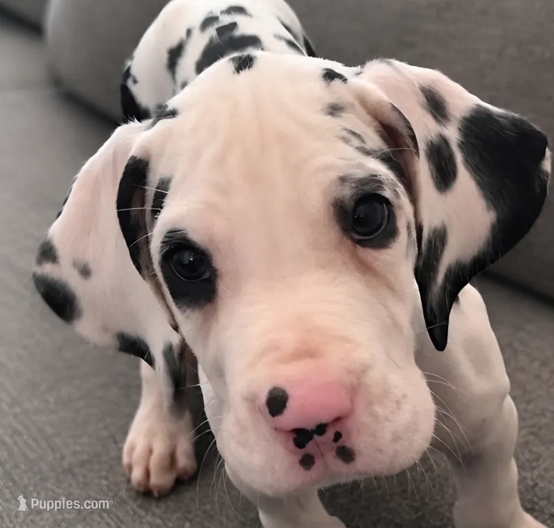 Harlequin Male  – Great Dane puppy for sale in San Tan Valley, AZ