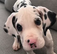 Harlequin Male , a male Great Dane for sale in San Tan Valley, AZ – 1 of 9