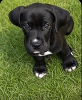 Black Female , a female Great Dane for sale in San Tan Valley, AZ – 2 of 4
