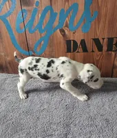 Harlequin Male , a male Great Dane for sale in San Tan Valley, AZ – 6 of 8