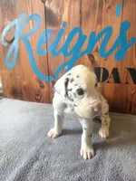 Harlequin Female (Blue), a female Great Dane for sale in San Tan Valley, AZ – 6 of 7
