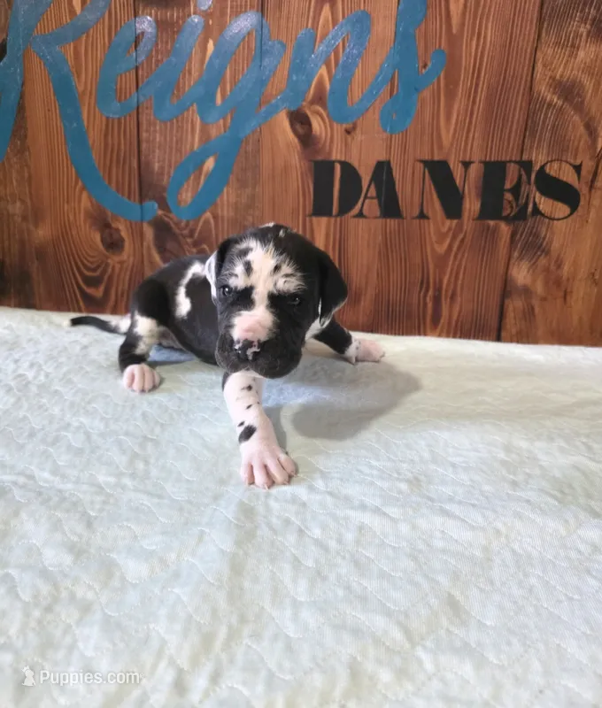 Blanketed Harlequin Female – Great Dane puppy for sale in San Tan Valley, AZ