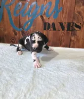Blanketed Harlequin Female, a female Great Dane for sale in San Tan Valley, AZ – 1 of 7