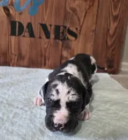 Blanketed Harlequin Female, a female Great Dane for sale in San Tan Valley, AZ – 4 of 7