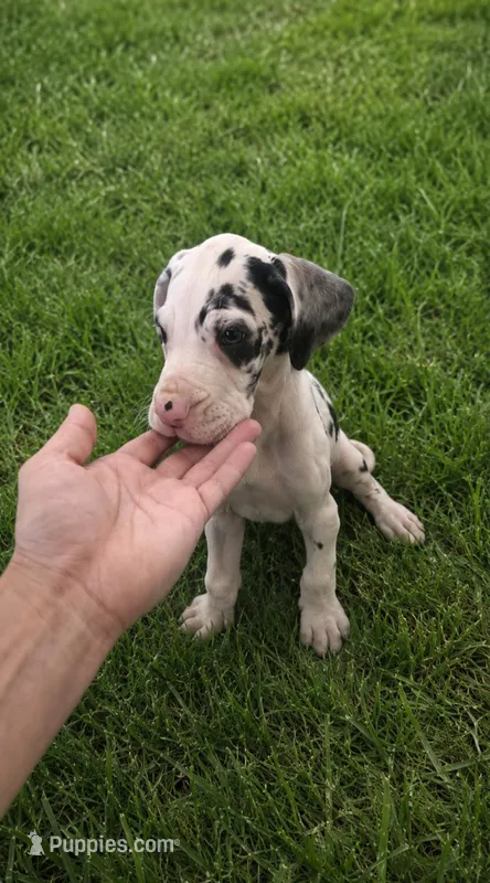 Harlequin Female (Blue) – Great Dane puppy for sale in San Tan Valley, AZ