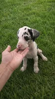 Harlequin Female (Blue), a female Great Dane for sale in San Tan Valley, AZ – 1 of 10