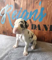 Harlequin Female (Blue), a female Great Dane for sale in San Tan Valley, AZ – 1 of 7
