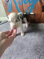 Harlequin Male , a male Great Dane for sale in San Tan Valley, AZ – 3 of 8