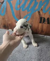 Harlequin Male , a male Great Dane for sale in San Tan Valley, AZ – 2 of 8