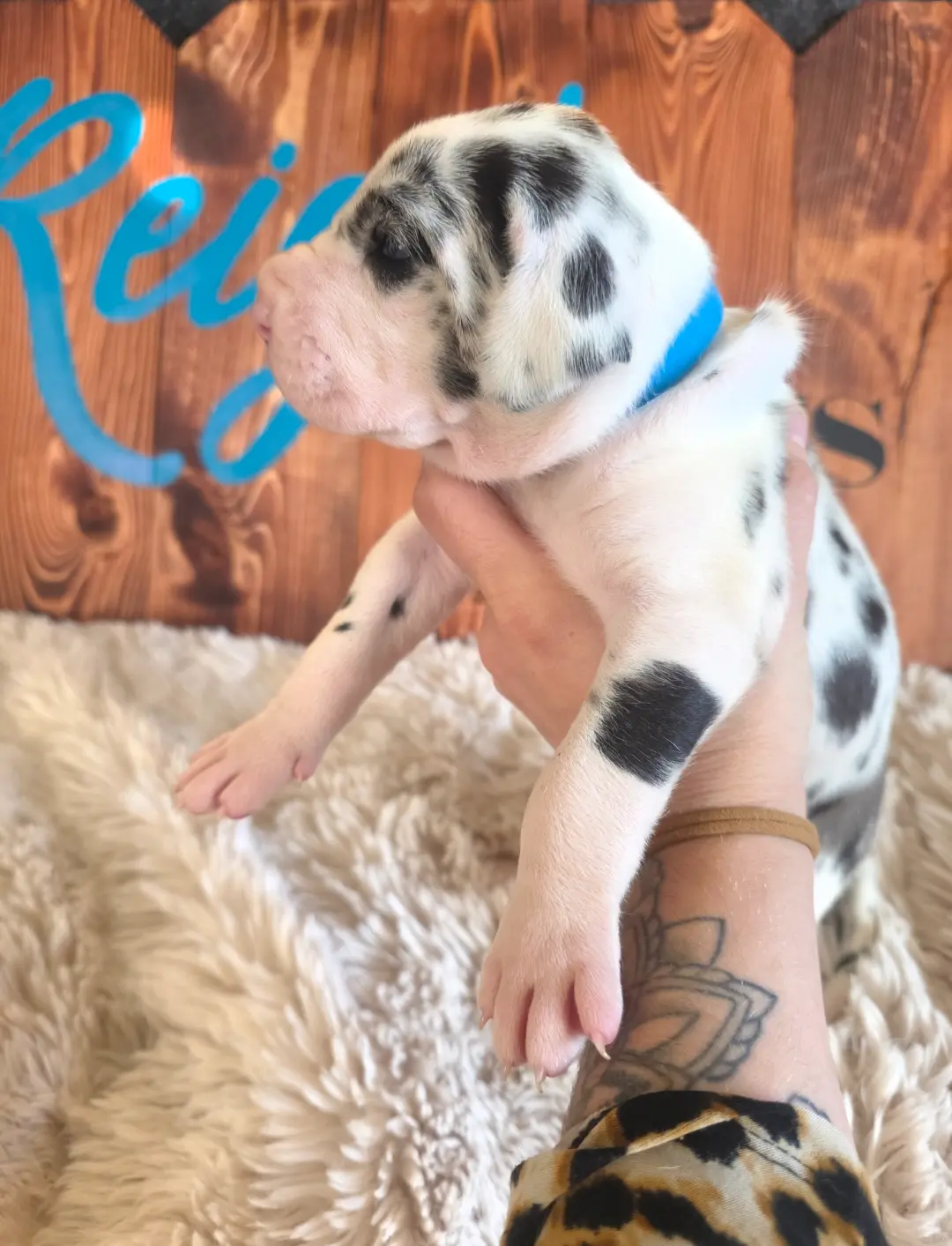 processed/46c26755-064e-451e-86ea-41f08f00a1ca/listing/be8ead08-5d08-4431-b9bc-04dab0b8b2c5/22d5dd5d-f965-476d-a4fa-467b50e3a463