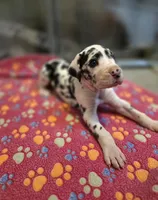 processed/46c26755-064e-451e-86ea-41f08f00a1ca/listing/be8ead08-5d08-4431-b9bc-04dab0b8b2c5/7e2717ee-121f-43ac-b633-c08318d37a6e