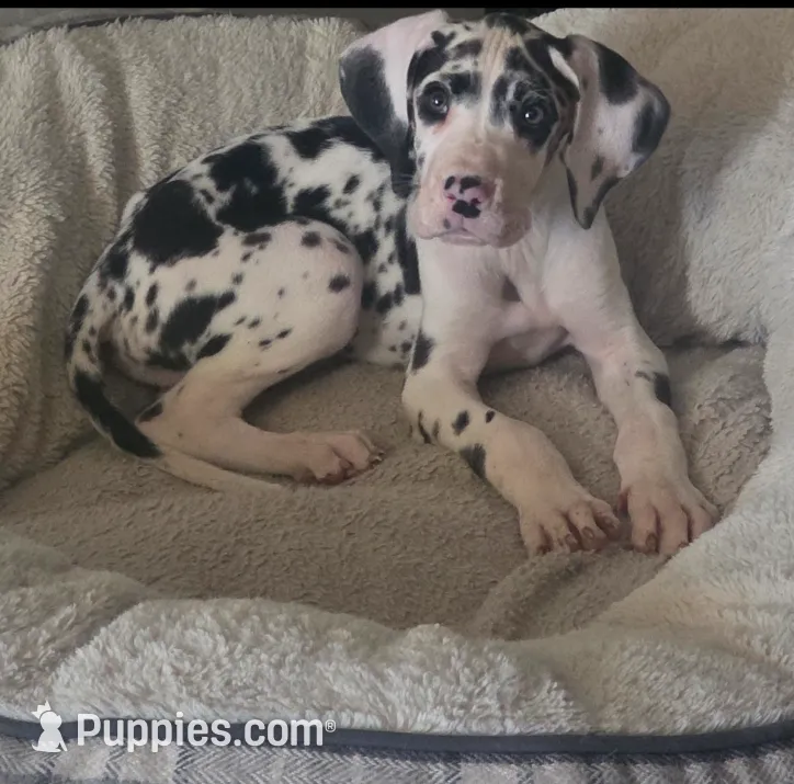 Harlequin Female (Blue collar)