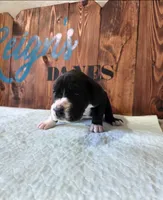 Mantle Female, a female Great Dane for sale in San Tan Valley, AZ – 2 of 6