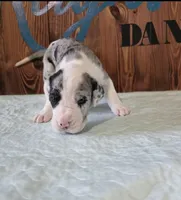 Mantle Merle Female, a female Great Dane for sale in San Tan Valley, AZ – 1 of 6
