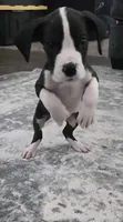Mantle Male (Runt), a male Great Dane for sale in San Tan Valley, AZ – 3 of 8