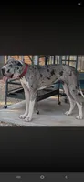 Merle Female , a female Great Dane for sale in San Tan Valley, AZ – 3 of 4
