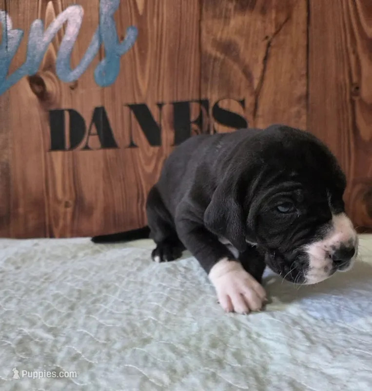 Mantle Female – Great Dane puppy for sale in San Tan Valley, AZ