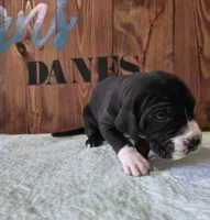 Mantle Female, a female Great Dane for sale in San Tan Valley, AZ – 1 of 6