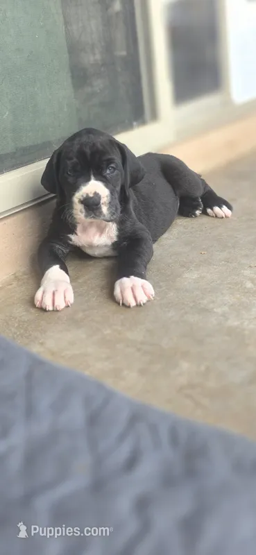 Mantle Female – Great Dane puppy for sale in San Tan Valley, AZ