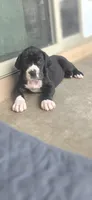 Mantle Female, a female Great Dane for sale in San Tan Valley, AZ – 1 of 7