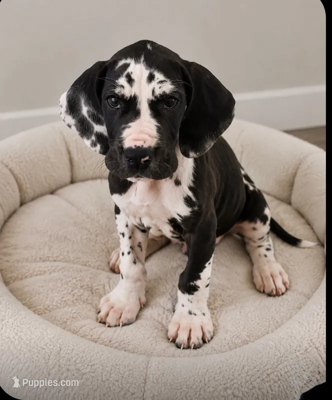 Blanketed Harlequin Female – Great Dane puppy for sale in San Tan Valley, AZ