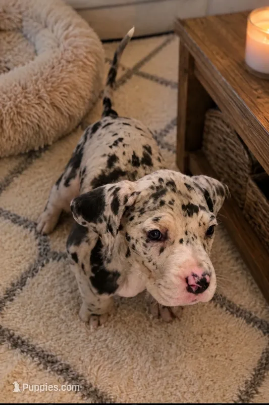 Merle Female  – Great Dane puppy for sale in San Tan Valley, AZ
