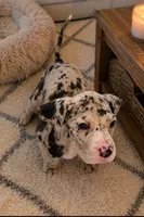 Merle Female , a female Great Dane for sale in San Tan Valley, AZ – 1 of 5