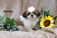 Molly, a female Shih Tzu for sale in Clare, MI – 3 of 4