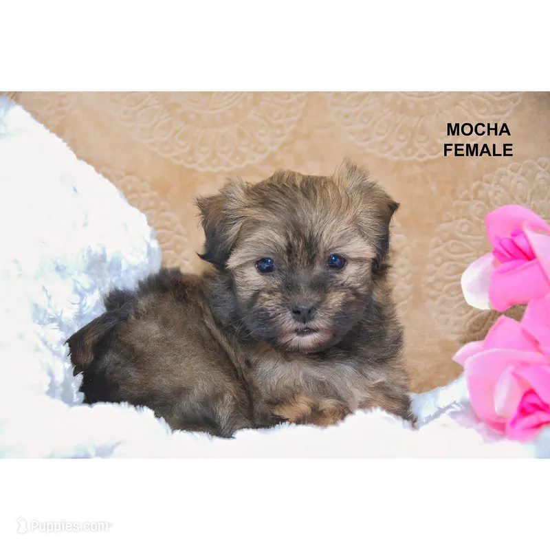 Mocha – Havanese puppy for sale in Clare, MI