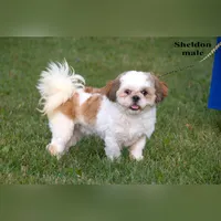 Sheldon, a male Shih Tzu for sale in Clare, MI – 2 of 3