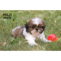 Milo, a male Shih Tzu for sale in Clare, MI – 3 of 4