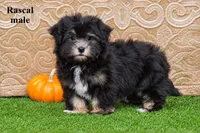 Rascal, a male Havanese for sale in Clare, MI – 1 of 3