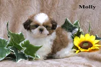 Molly, a female Shih Tzu for sale in Clare, MI – 2 of 4