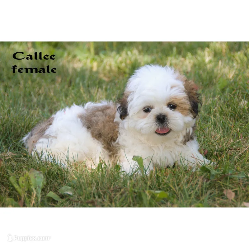 Callee  – Shih Tzu puppy for sale in Clare, MI