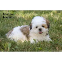Callee , a male Shih Tzu for sale in Clare, MI – 1 of 4