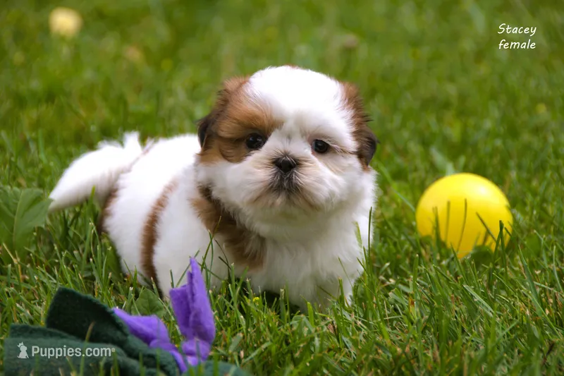 Stacey – Shih Tzu puppy for sale in Clare, MI