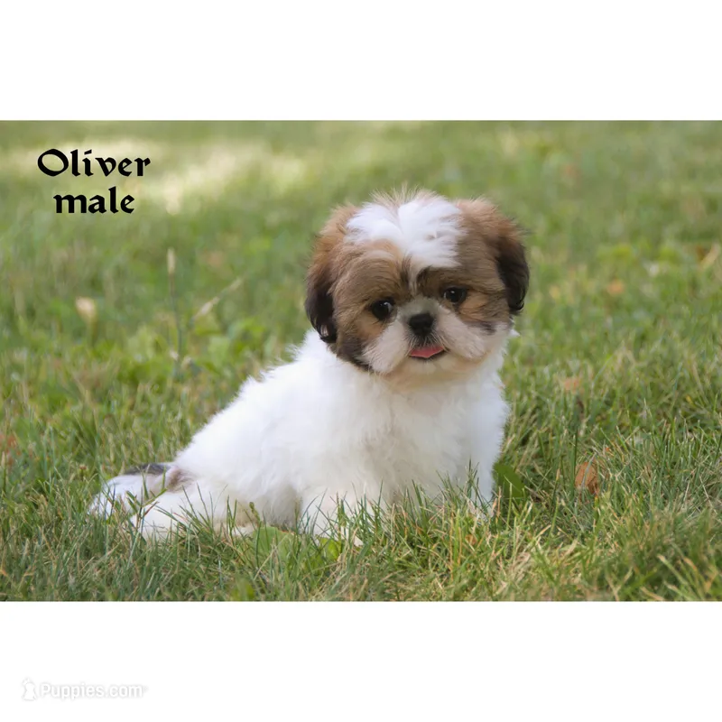 Oliver – Shih Tzu puppy for sale in Clare, MI