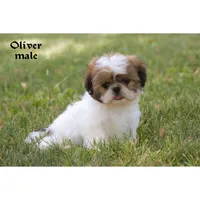Oliver, a male Shih Tzu for sale in Clare, MI – 1 of 5