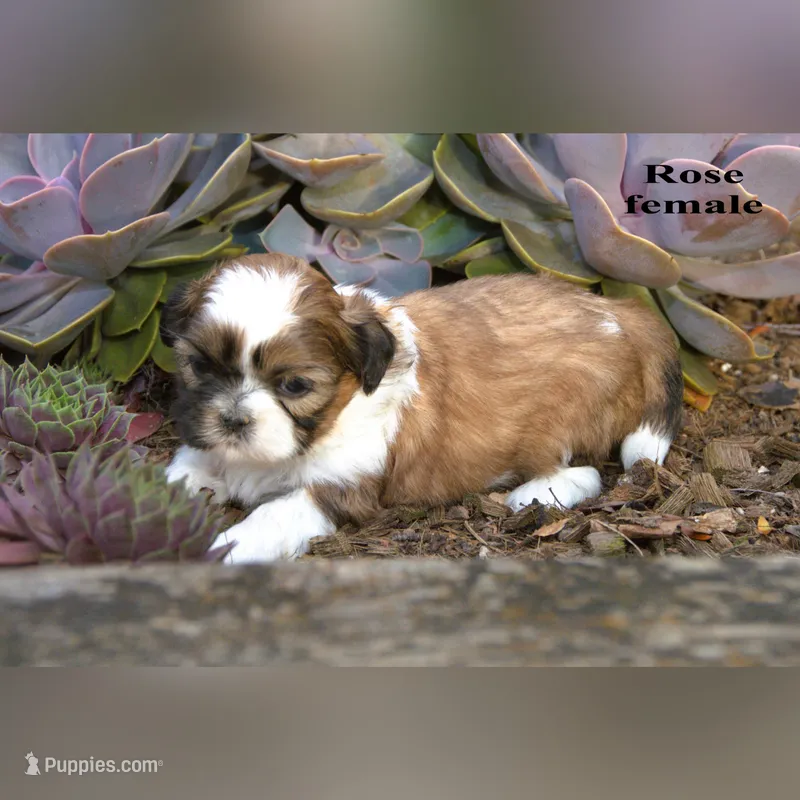 Rose – Shih Tzu puppy for sale in Clare, MI