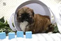 Billy, a male Shih Tzu for sale in Clare, MI – 2 of 3