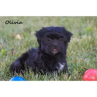 Olivia, a female Havanese for sale in Clare, MI – 3 of 3