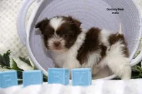 Gummy Bear, a male Pomeranian and Shih Tzu for sale in Clare, MI – 5 of 5