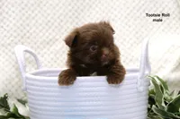 Tootsie Roll, a male Pomeranian and Shih Tzu for sale in Clare, MI – 4 of 5