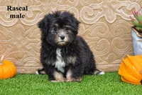 Rascal, a male Havanese for sale in Clare, MI – 2 of 3