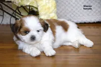 Stacey, a female Shih Tzu for sale in Clare, MI – 4 of 7