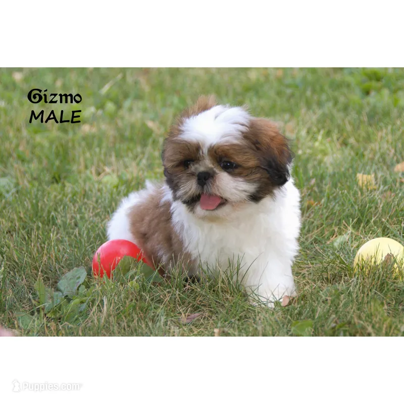 Gizmo – Shih Tzu puppy for sale in Clare, MI