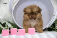 Truffles, a female Pomeranian and Shih Tzu for sale in Clare, MI – 5 of 5