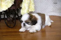 Pippy, a female Shih Tzu for sale in Clare, MI – 4 of 4