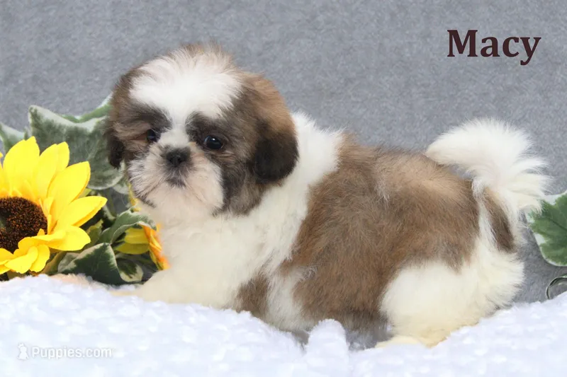 Macy – Shih Tzu puppy for sale in Clare, MI