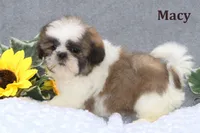 Macy, a female Shih Tzu for sale in Clare, MI – Photo 1 of 3